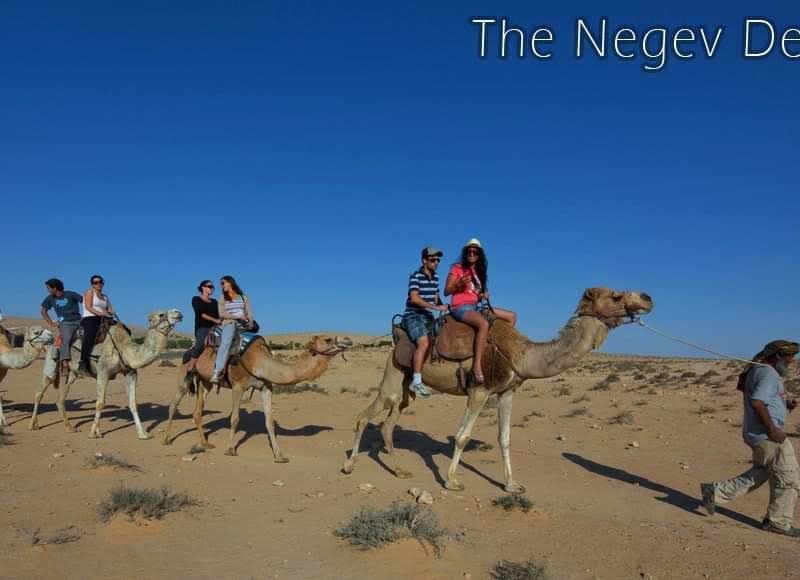 Cammelli nel Negev